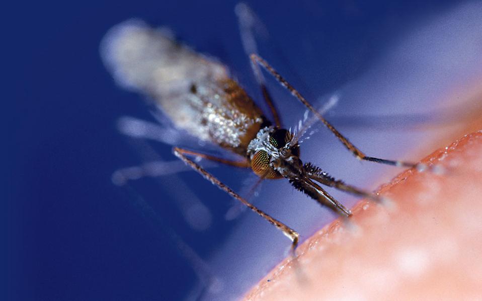 Kathimerini.gr "Παγκόσμιος πόλεμος κατά των κουνουπιών" της Τασούλας Επτακοίλη